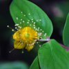 Hypericum androsaemum